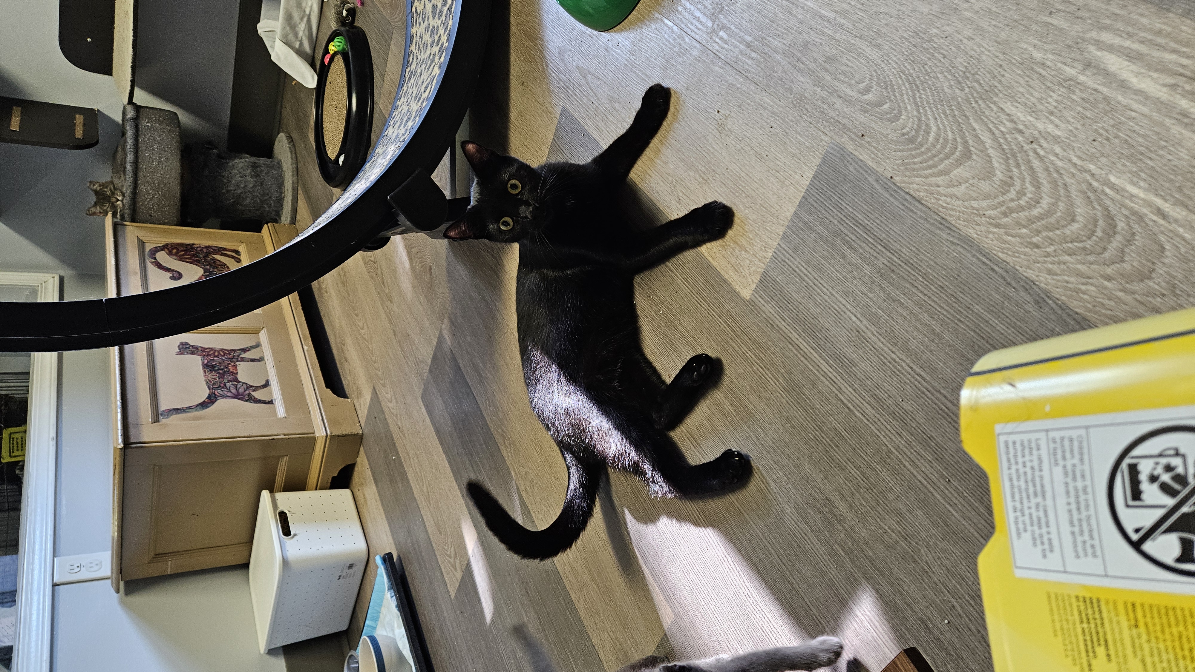 Enlarge Blackberry, a Adoptable Domestic Short Hair in Brockport, NY image 1/6