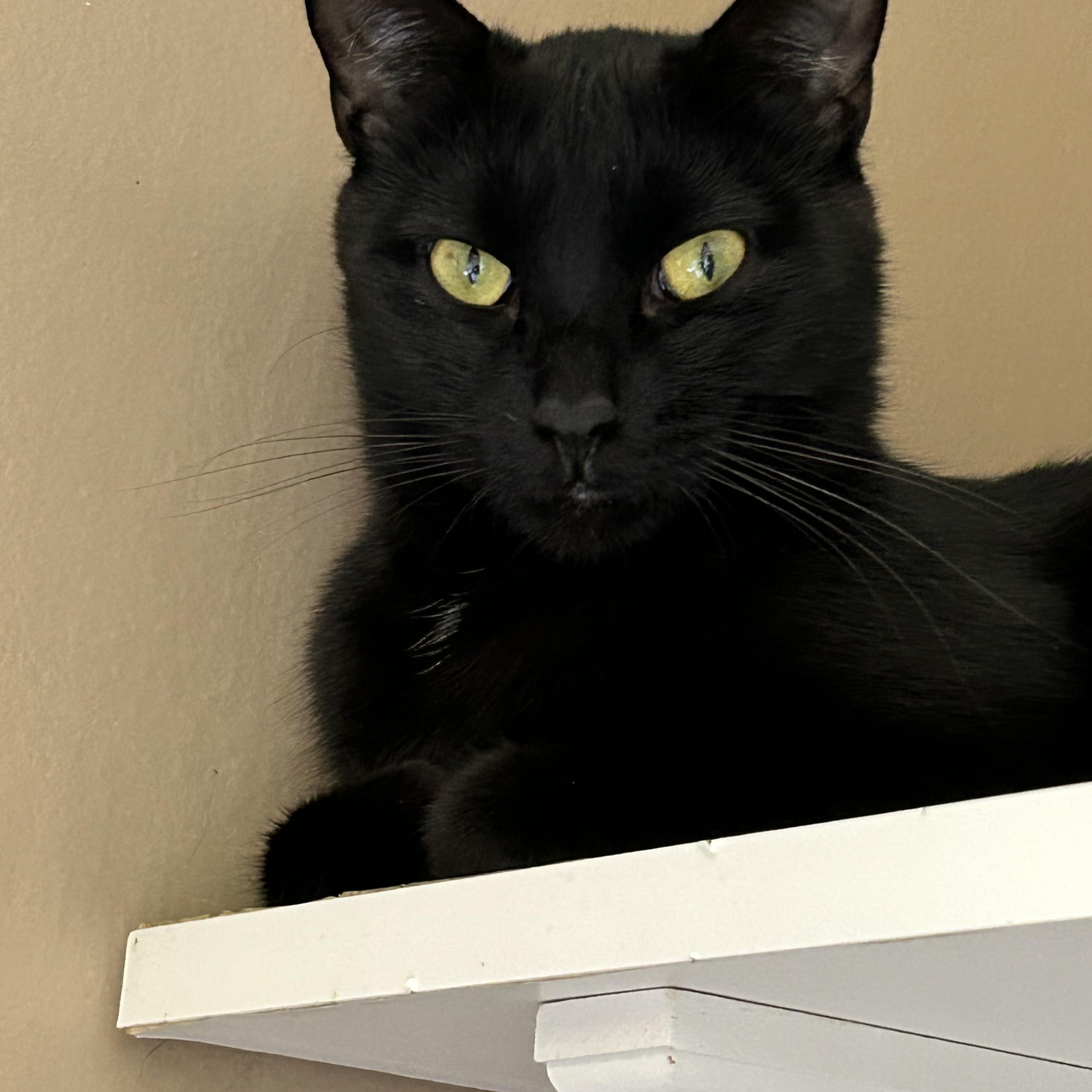 Enlarge Blackberry, a Adoptable Domestic Short Hair in Brockport, NY image 2/6