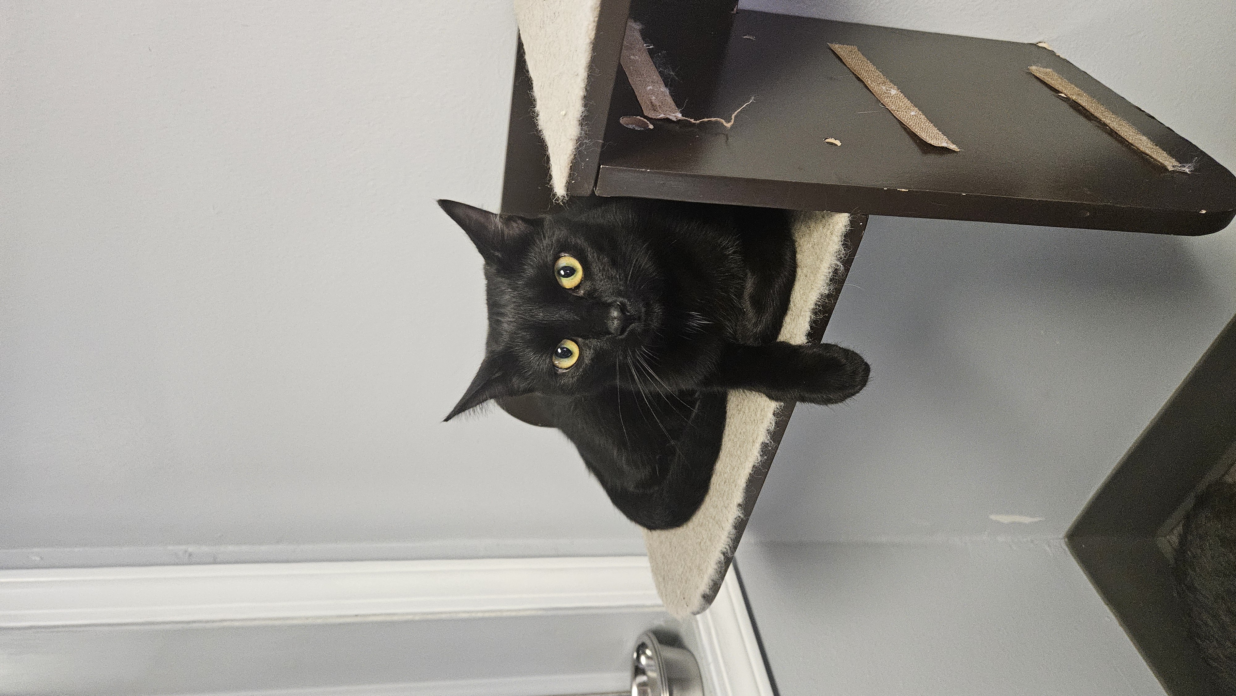 Enlarge Blackberry, a Adoptable Domestic Short Hair in Brockport, NY image 5/6