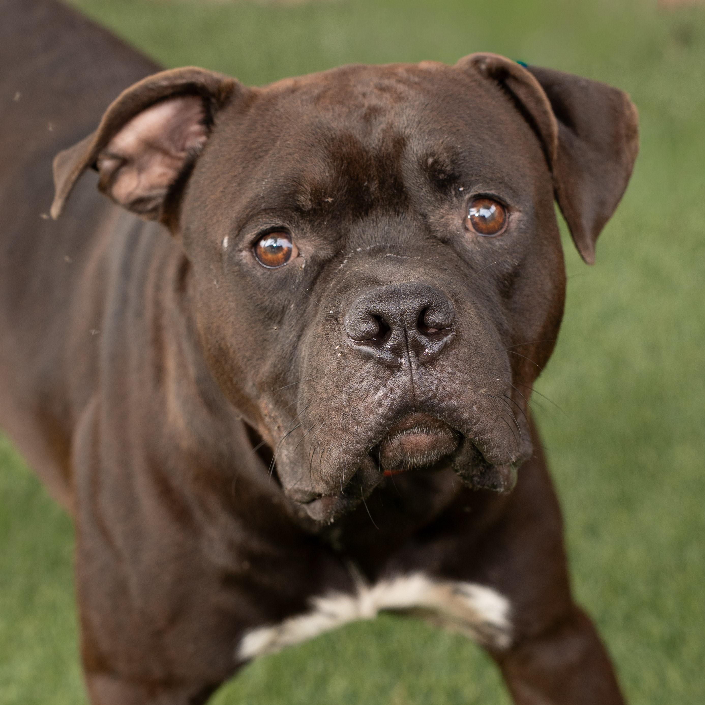 Enlarge Ziggy, a Adoptable mixed breed in Boca Raton, FL image 1/1