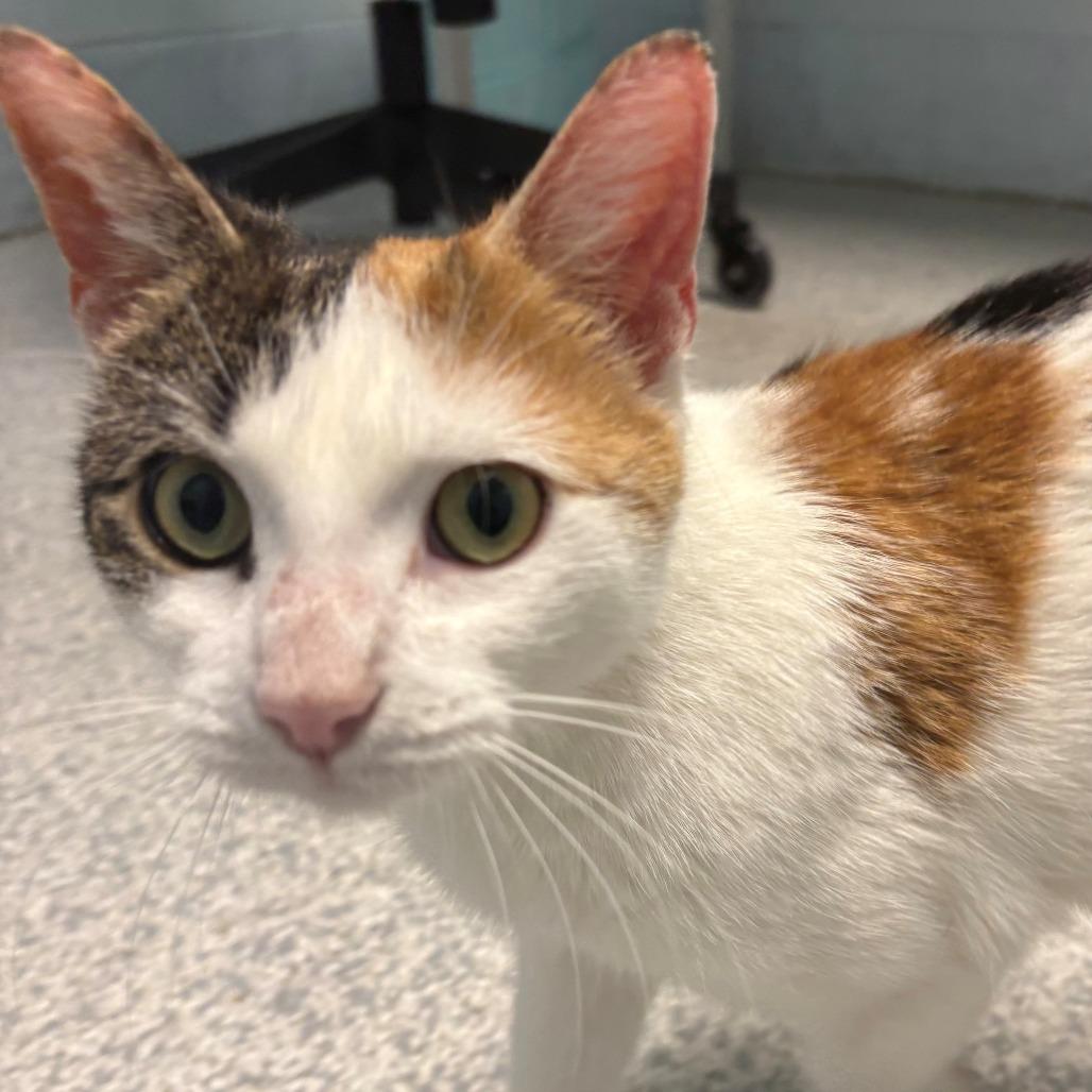 Enlarge Kassy, a Adoptable Domestic Short Hair in East Hanover, NJ image 1/6