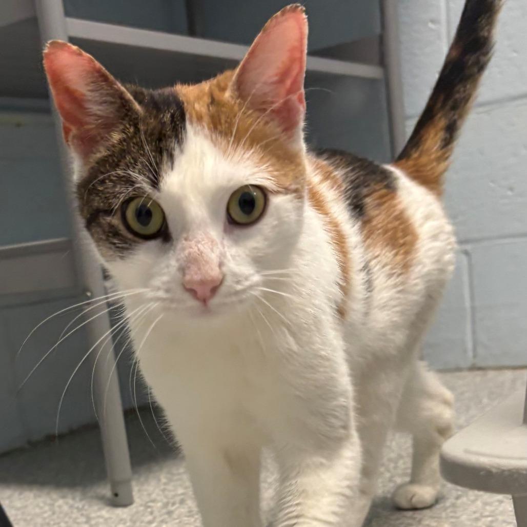 Enlarge Kassy, a Adoptable Domestic Short Hair in East Hanover, NJ image 2/6