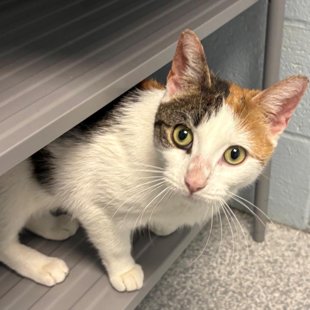 Enlarge Kassy, a Adoptable Domestic Short Hair in East Hanover, NJ image 3/6