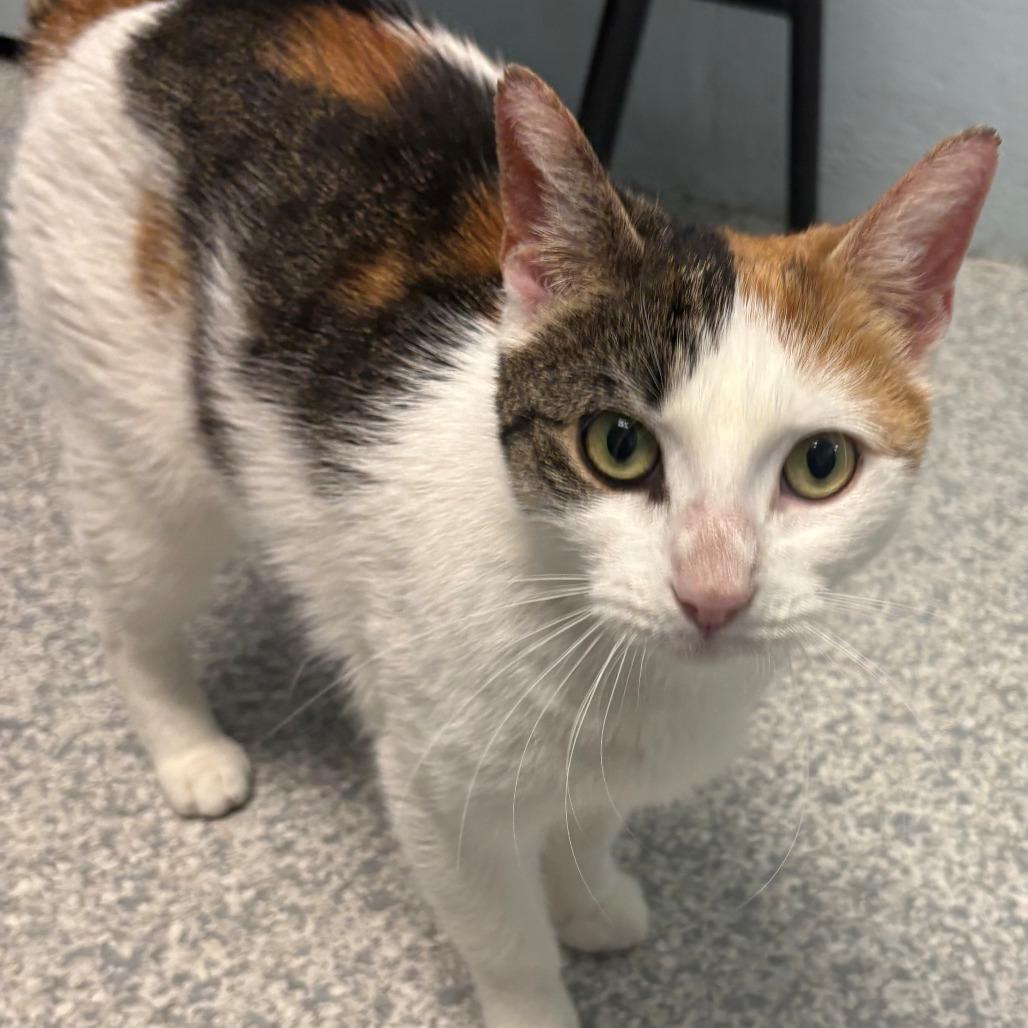 Enlarge Kassy, a Adoptable Domestic Short Hair in East Hanover, NJ image 4/6