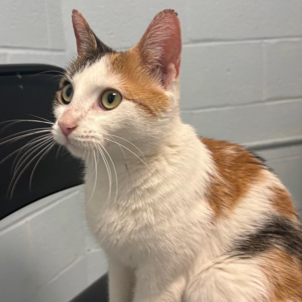 Enlarge Kassy, a Adoptable Domestic Short Hair in East Hanover, NJ image 5/6