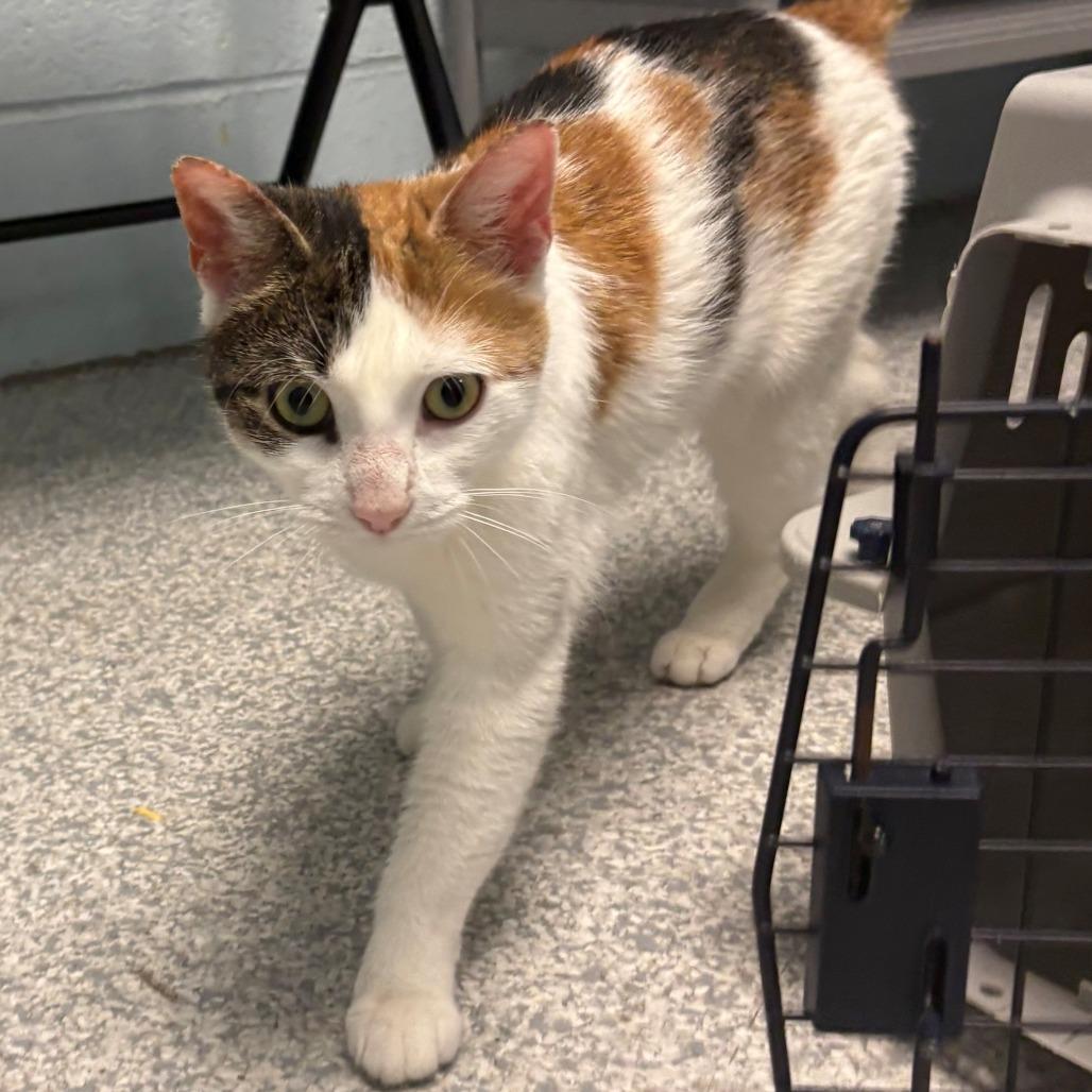 Enlarge Kassy, a Adoptable Domestic Short Hair in East Hanover, NJ image 6/6