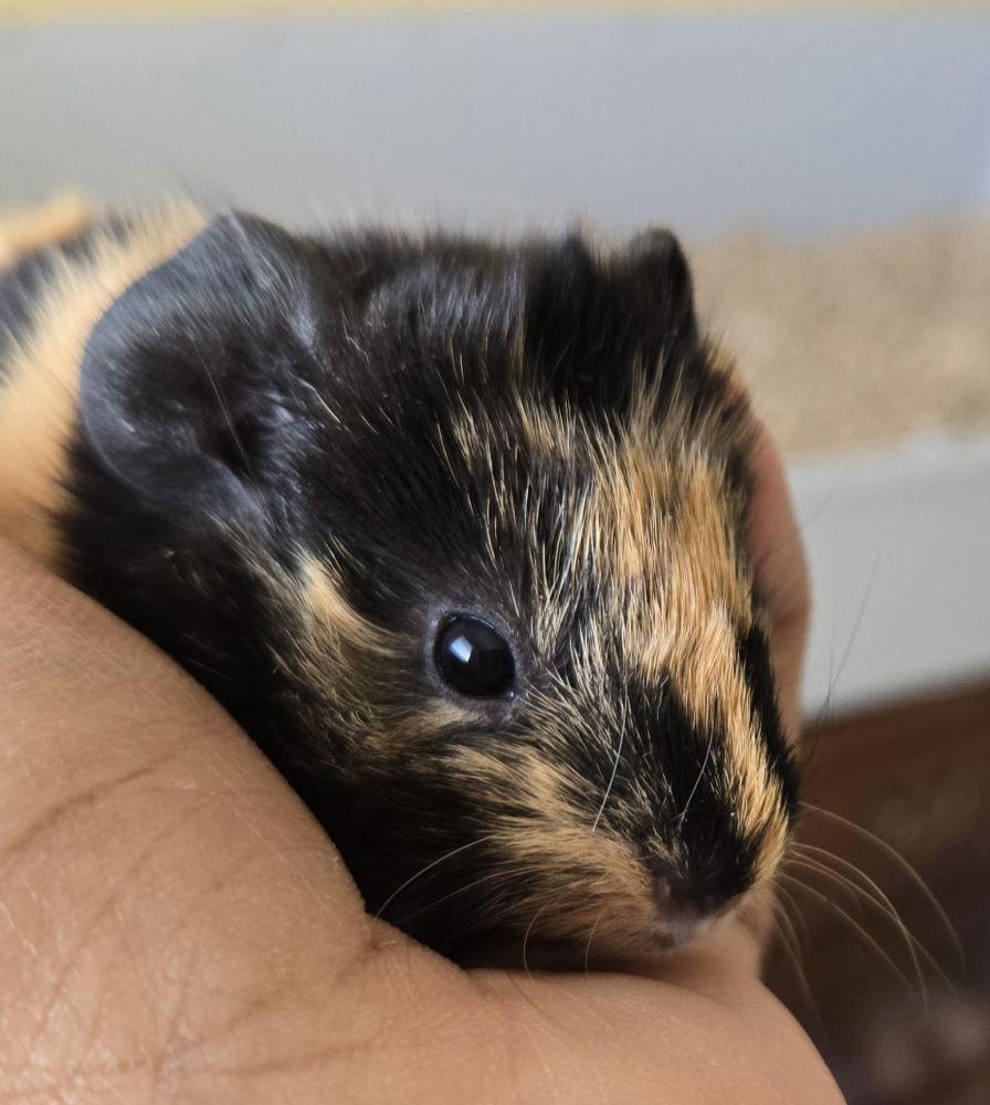 Booboo, Adoptable, Baby Female Guinea Pig & Guinea Pig.