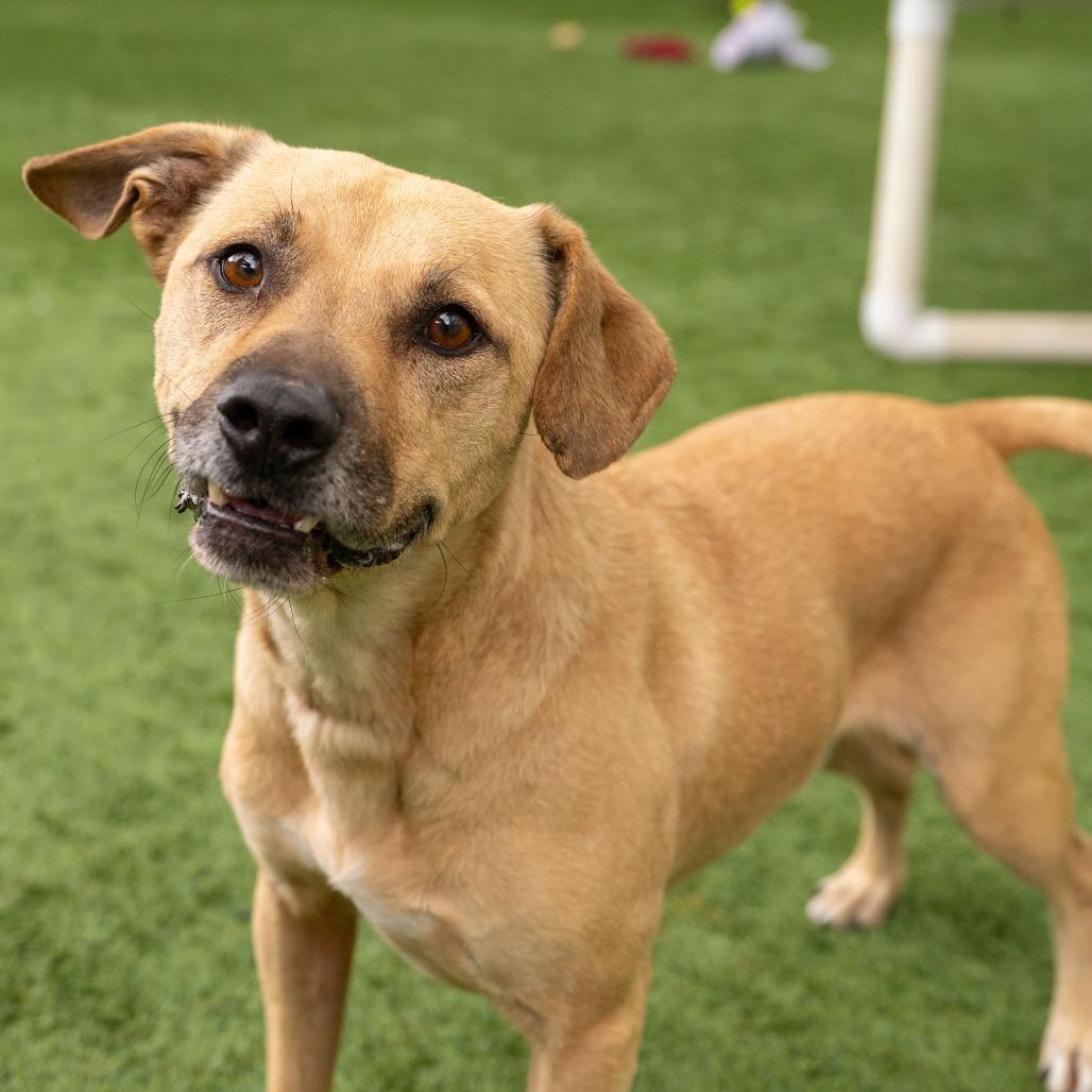 Bandit, a Adoptable mixed breed in Pasadena, CA image 1/4
