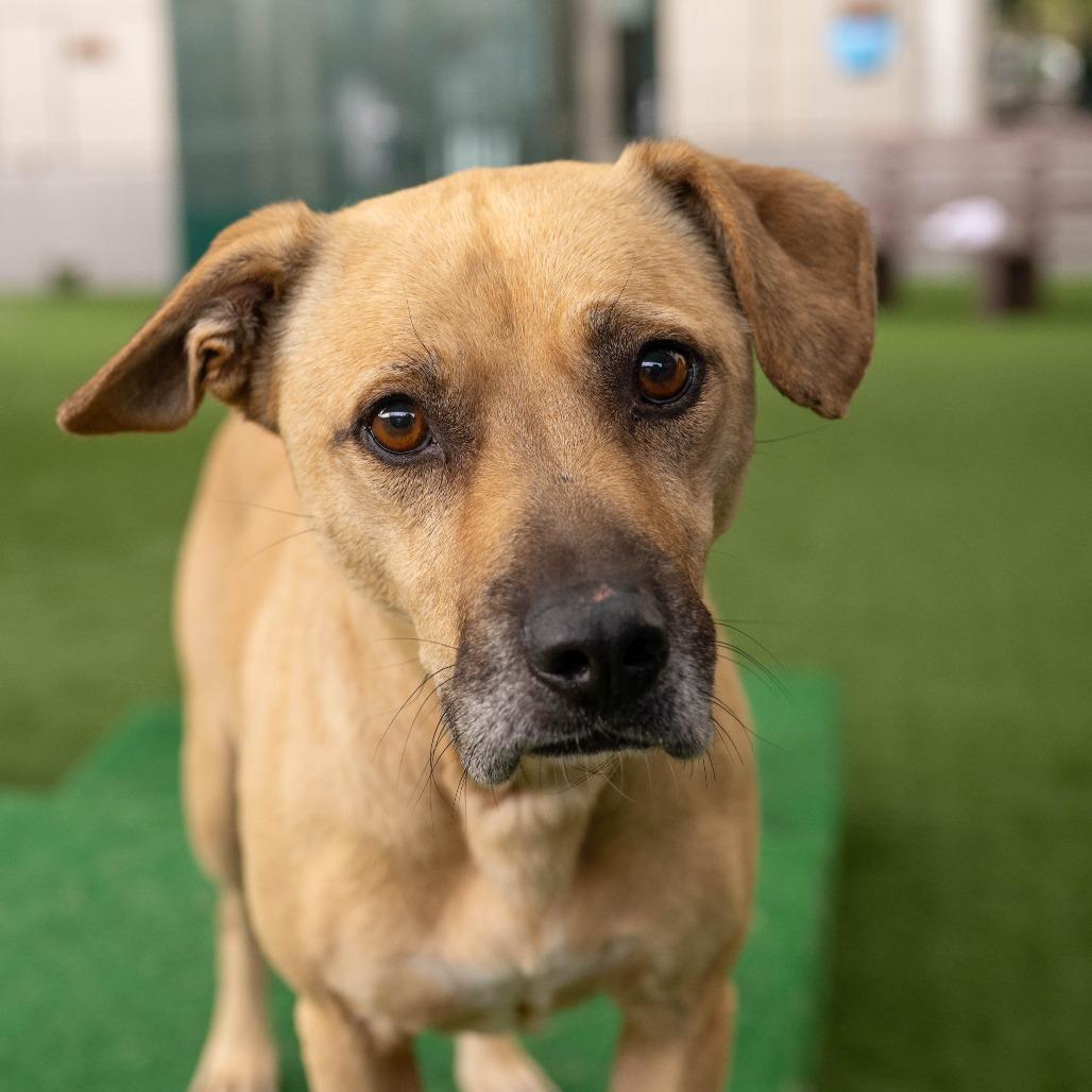 Bandit, a Adoptable mixed breed in Pasadena, CA image 2/4