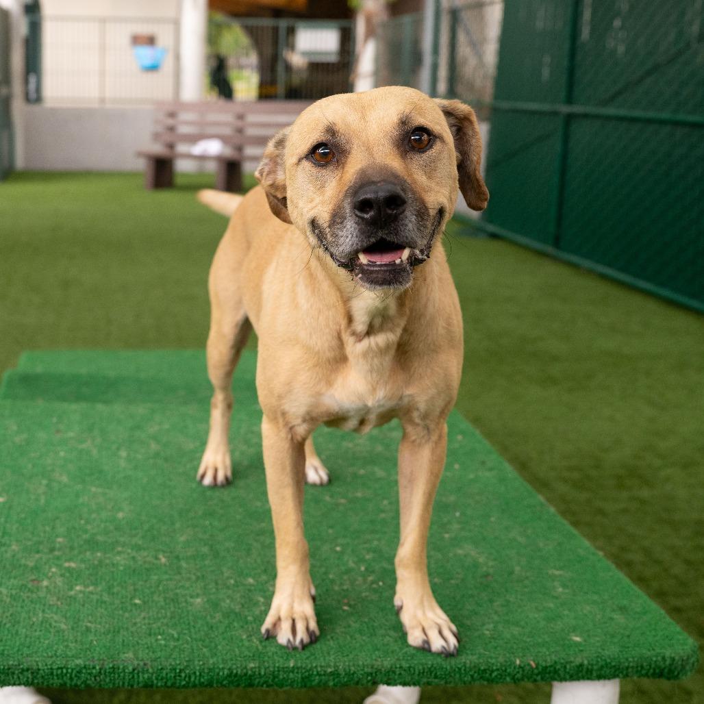 Bandit, a Adoptable mixed breed in Pasadena, CA image 3/4