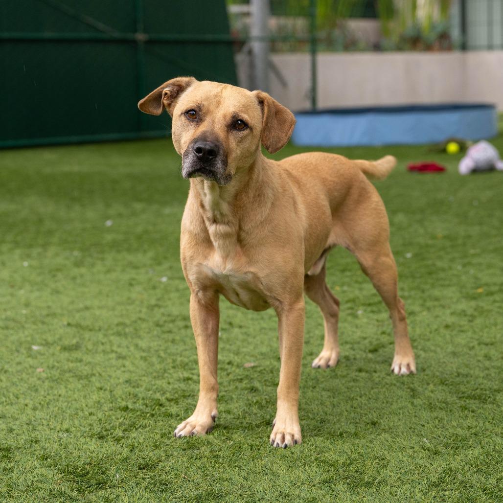 Bandit, a Adoptable mixed breed in Pasadena, CA image 4/4