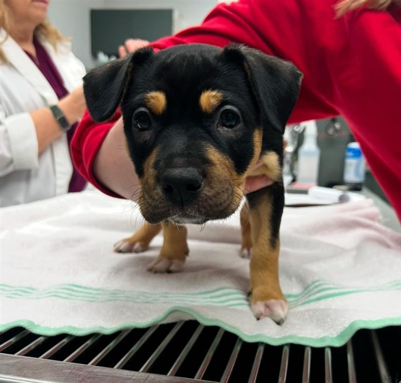 Phoebe, Adopted, Puppy Female Pit Bull Terrier & Australian Shepherd.