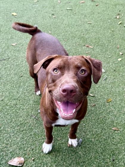 Bailey, Adoptable, Young Female American Staffordshire Terrier & Mixed Breed.