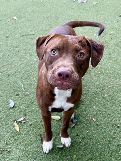 Enlarge Bailey, a Adoptable mixed breed in Picayune, MS image 2/3