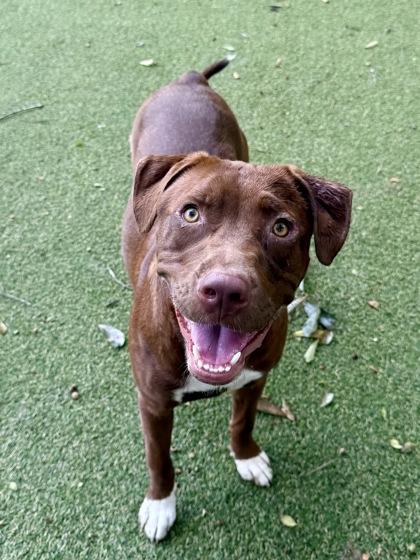 Enlarge Bailey, a Adoptable mixed breed in Picayune, MS image 3/3