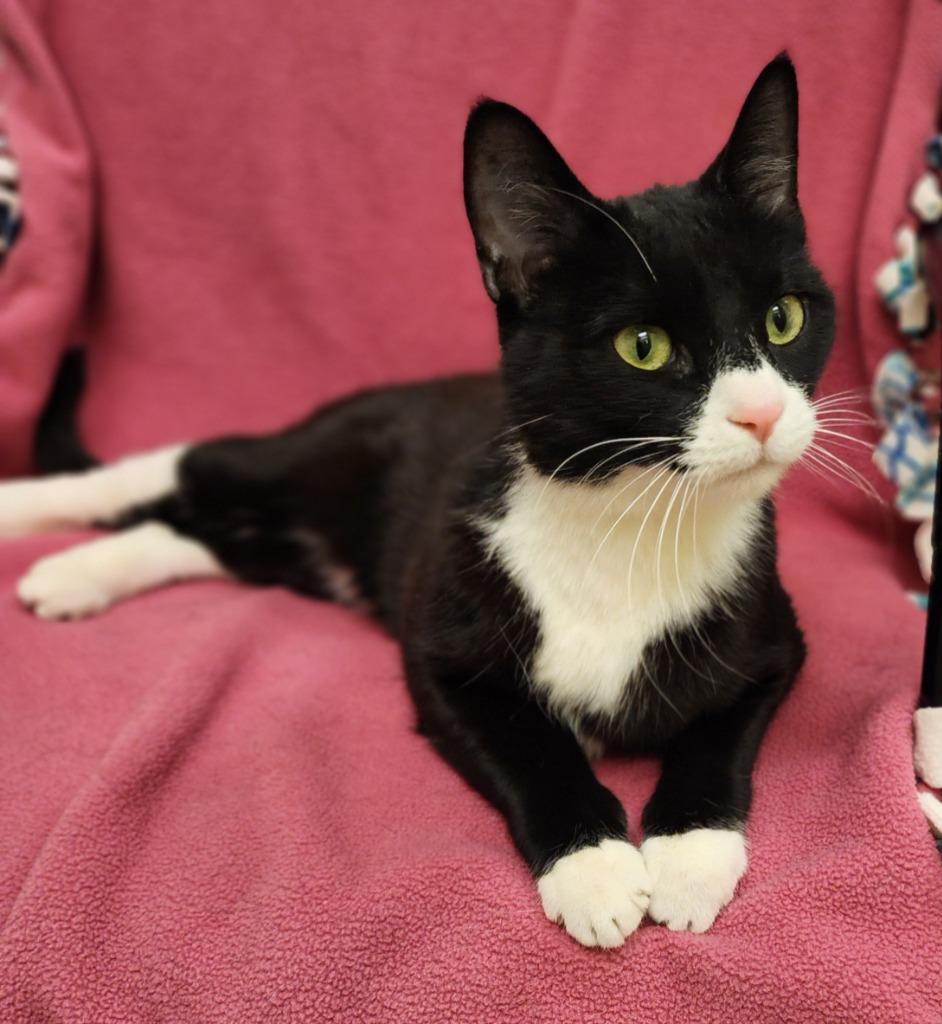 Charms, Adoptable, Adult Female Domestic Short Hair.