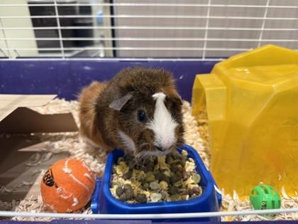 Gizmo, ADOPTABLE, Adult Male Guinea Pig.