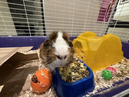 Enlarge Gizmo, a ADOPTABLE Guinea Pig in Hamilton, MT image 2/2
