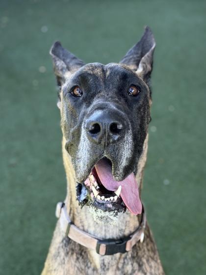 Phoebe, an adoptable Great Dane in Sacramento, CA image 1/3