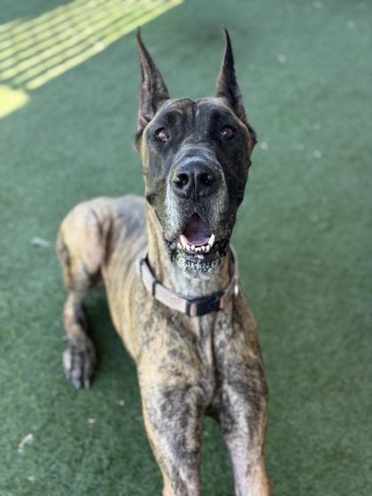 Phoebe, an adoptable Great Dane in Sacramento, CA image 3/3