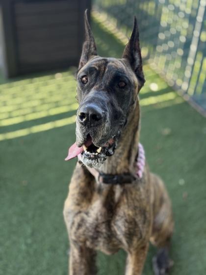 Phoebe, an adoptable Great Dane in Sacramento, CA image 2/3