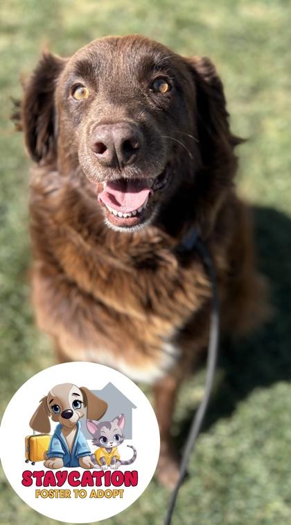 Rip, a Adoptable Australian Shepherd in Phoenix, AZ image 1/3