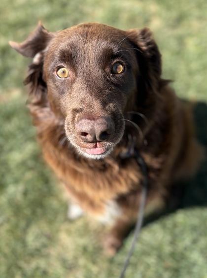 Rip, a Adoptable Australian Shepherd in Phoenix, AZ image 2/3
