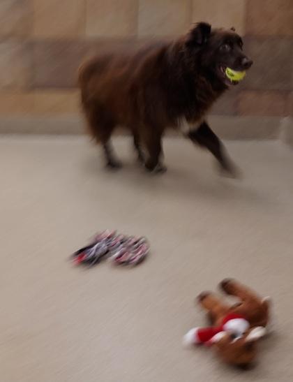 Rip, a Adoptable Australian Shepherd in Phoenix, AZ image 3/3