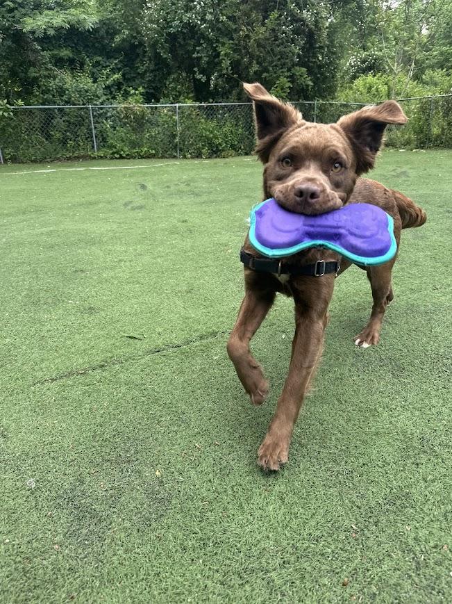 Enlarge Daphne, a ADOPTABLE mixed breed in Ocean View, NJ image 4/4