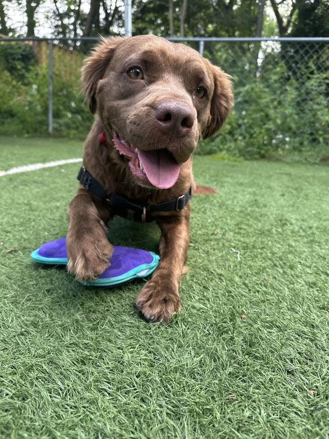Enlarge Daphne, a ADOPTABLE mixed breed in Ocean View, NJ image 3/4