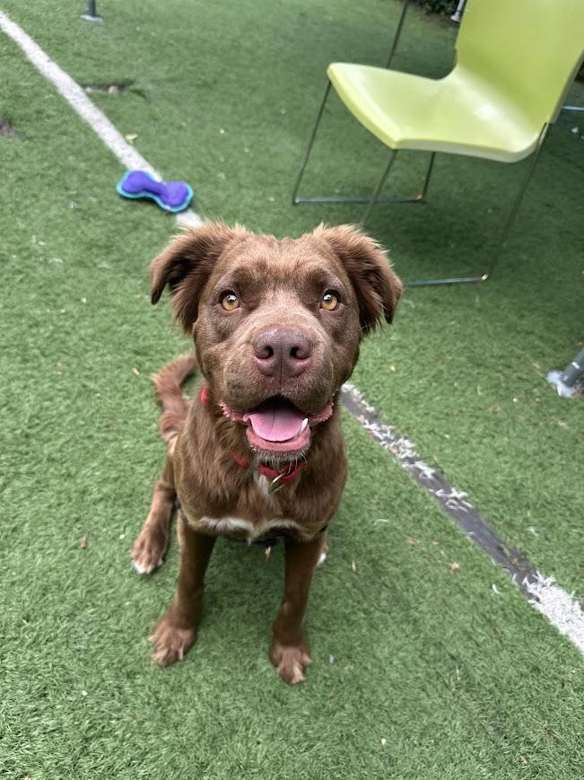 Daphne, ADOPTABLE, Puppy Female Mixed Breed.