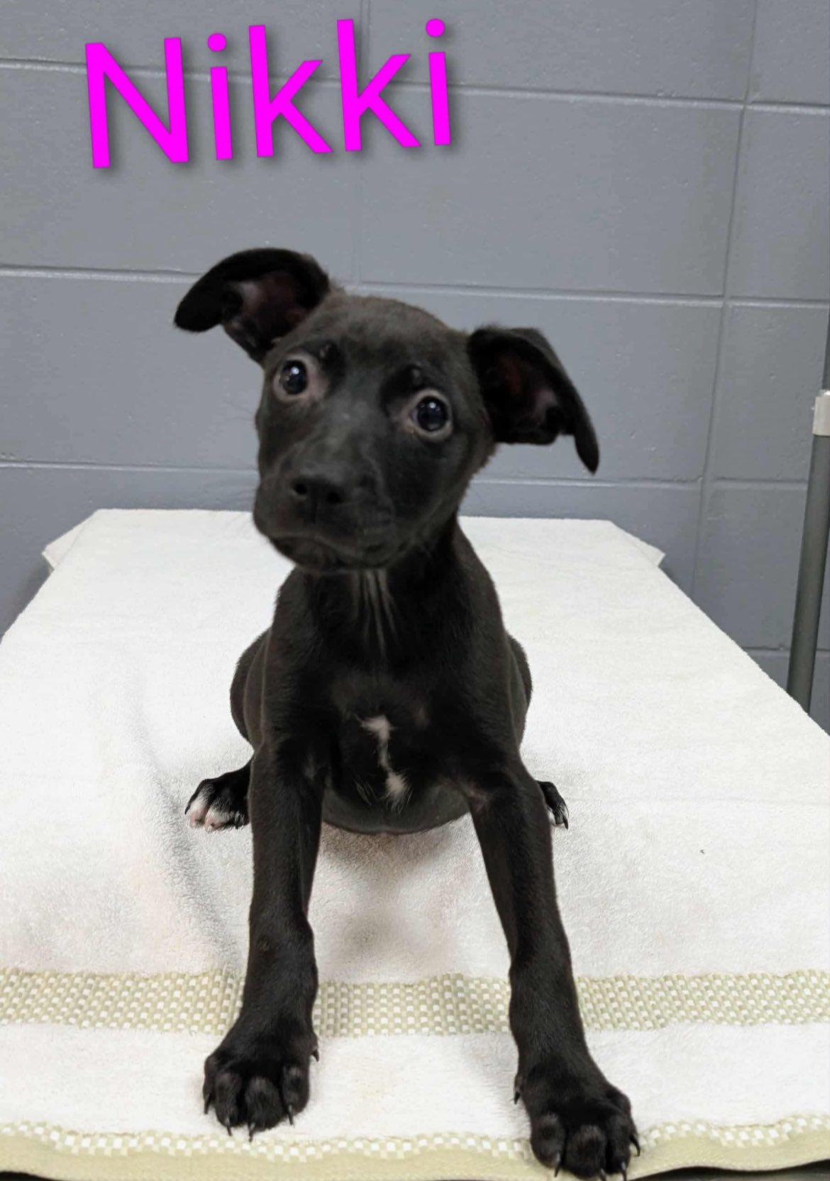 Nikki, Adoptable, Puppy Female Beagle & Pit Bull Terrier.