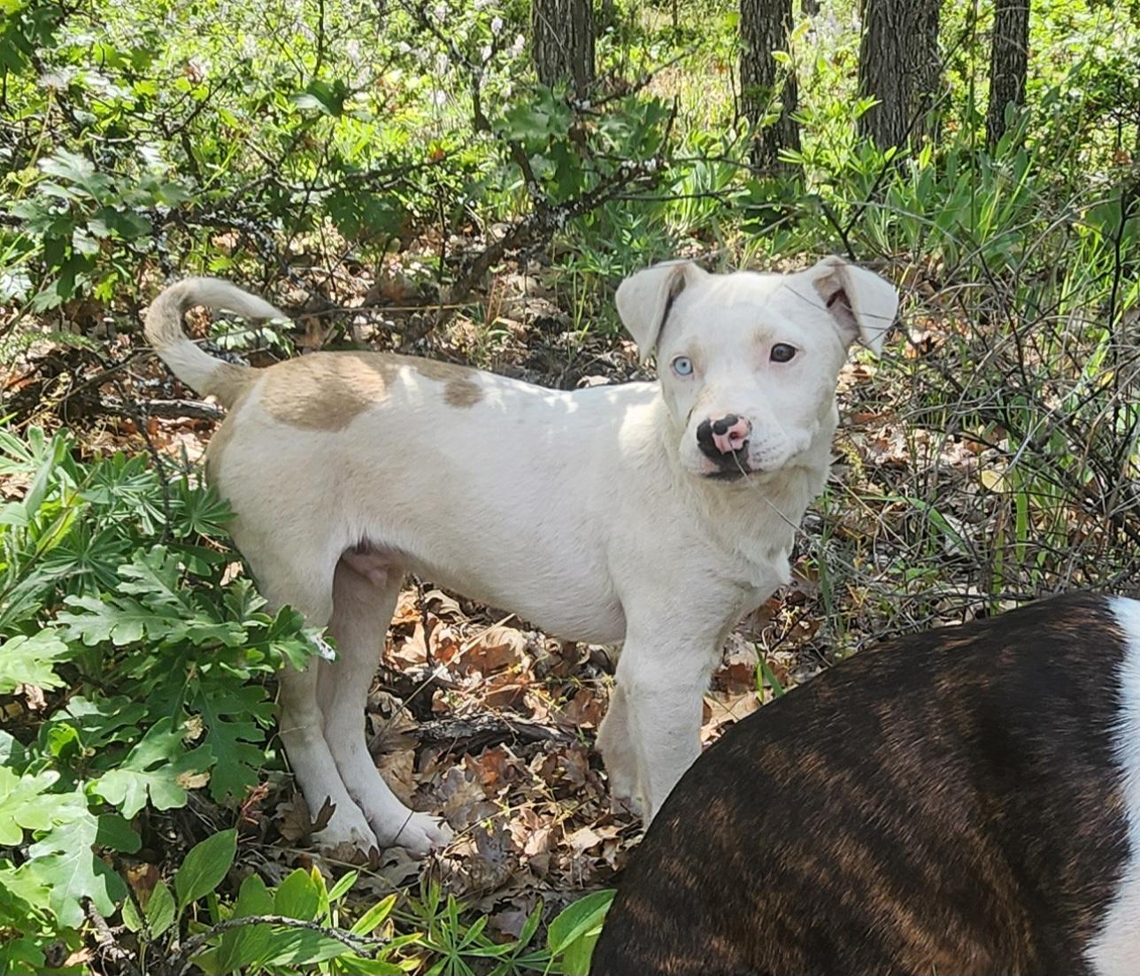 Casper, a Adoptable mixed breed in Goldendale, WA image 2/2
