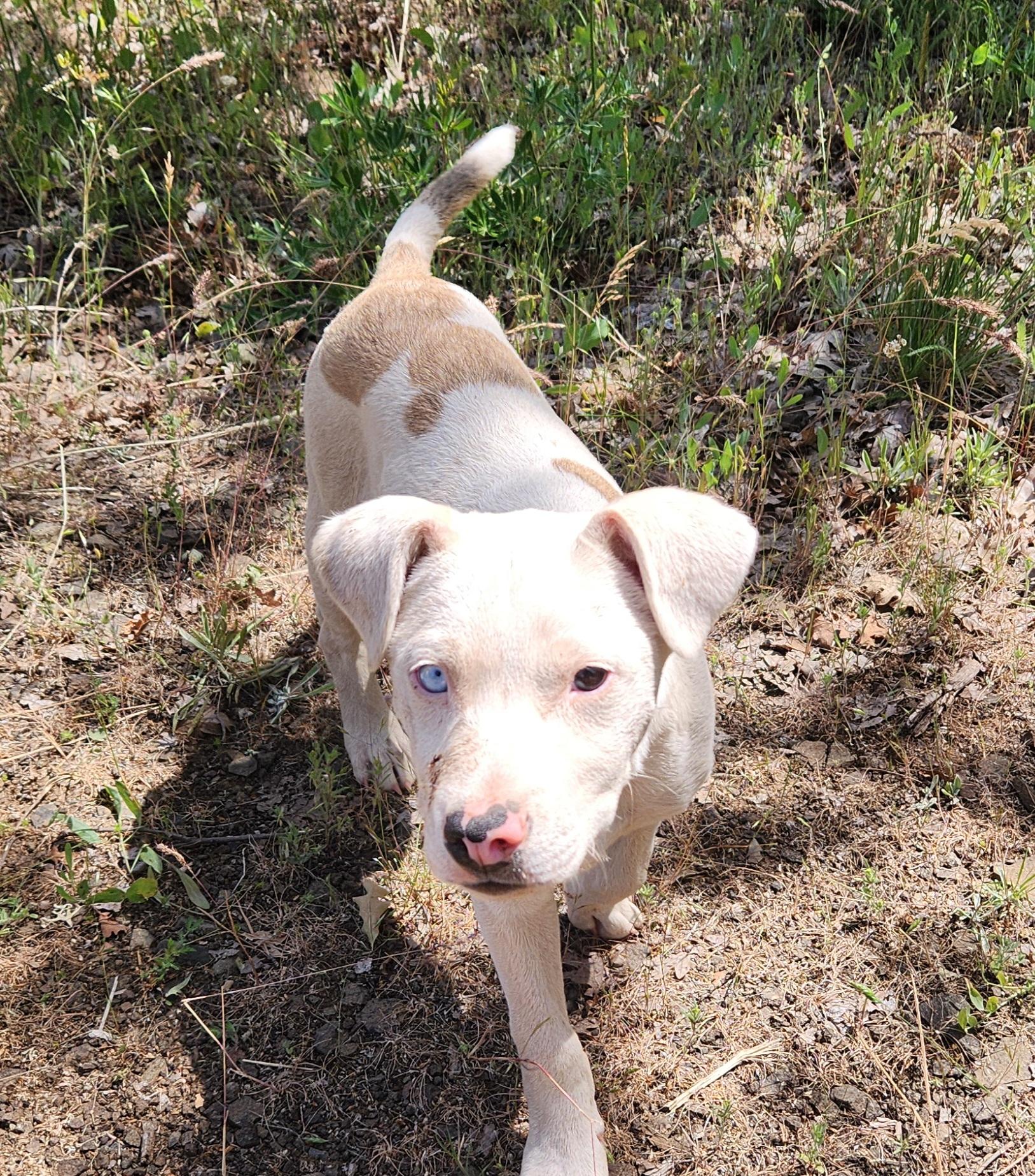 Casper, Adoptable, Puppy Male Pit Bull Terrier & Australian Cattle Dog / Blue Heeler.