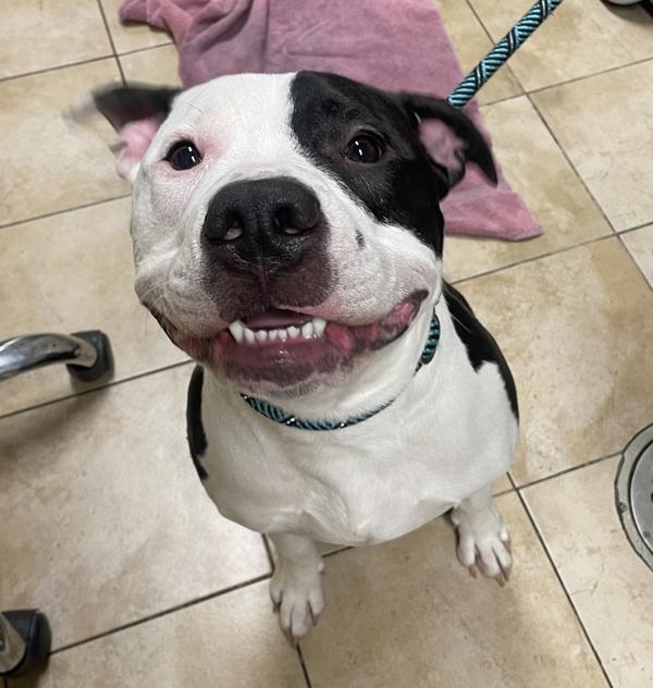 Tapatio (mcas), Adoptable, Adult Male Pit Bull Terrier.