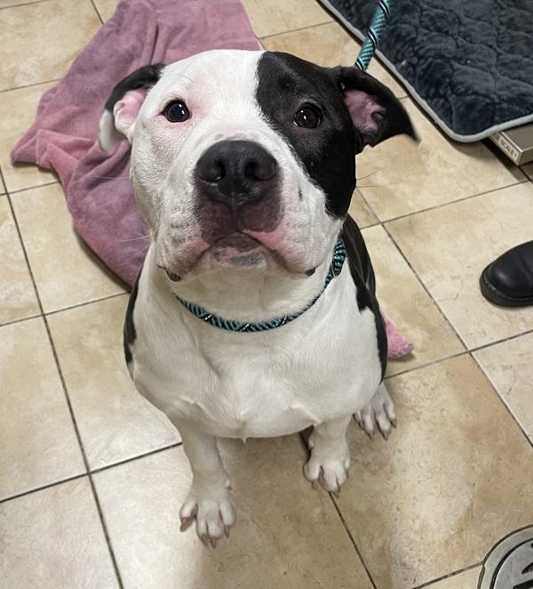 Enlarge Tapatio (mcas), a Adoptable mixed breed in Troutdale, OR image 2/2