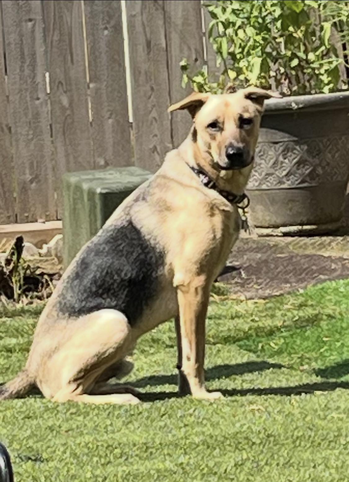 Enlarge Biz, a ADOPTABLE mixed breed in Richmond, TX image 2/6