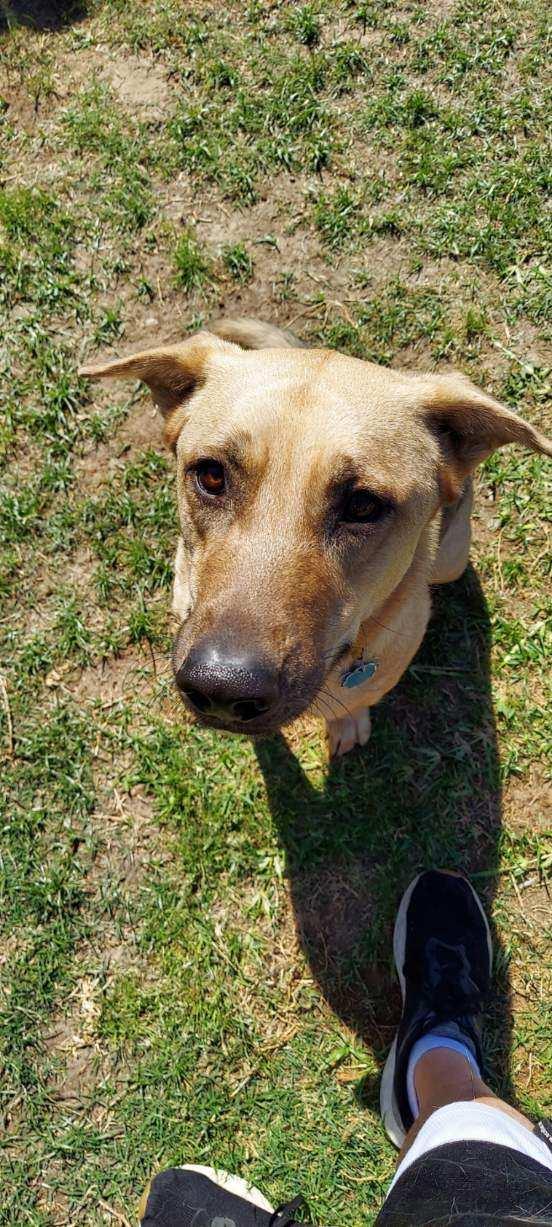 Enlarge Biz, a ADOPTABLE mixed breed in Richmond, TX image 5/6