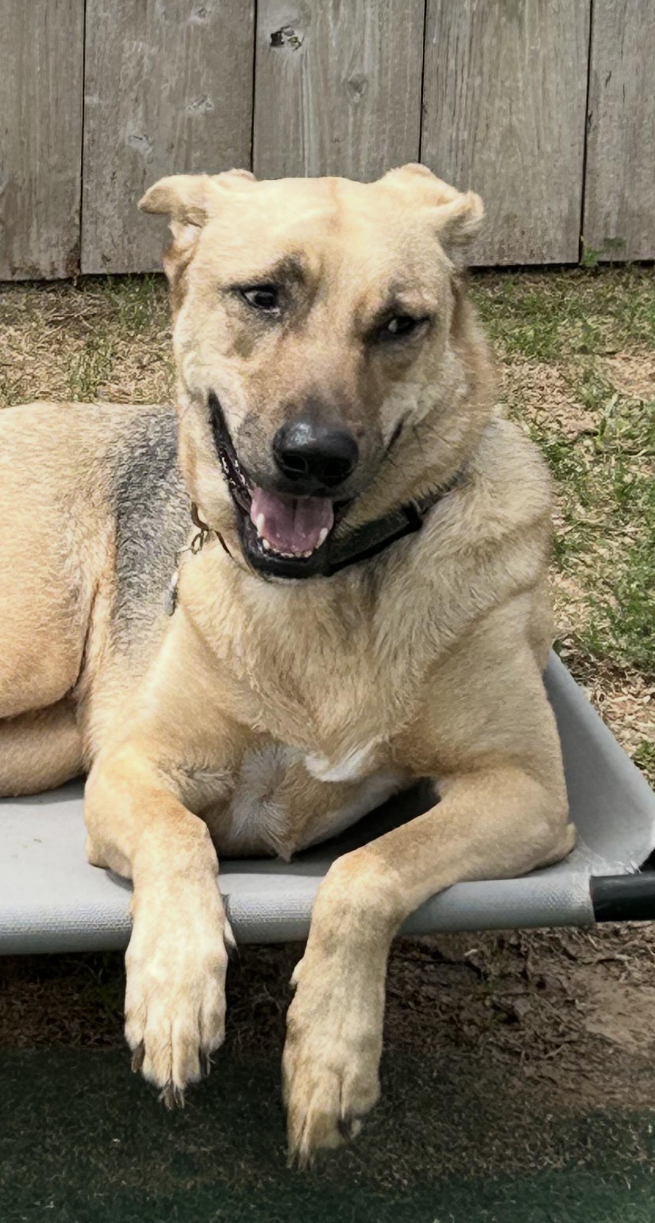 Biz, a ADOPTABLE mixed breed in Richmond, TX image 6/6