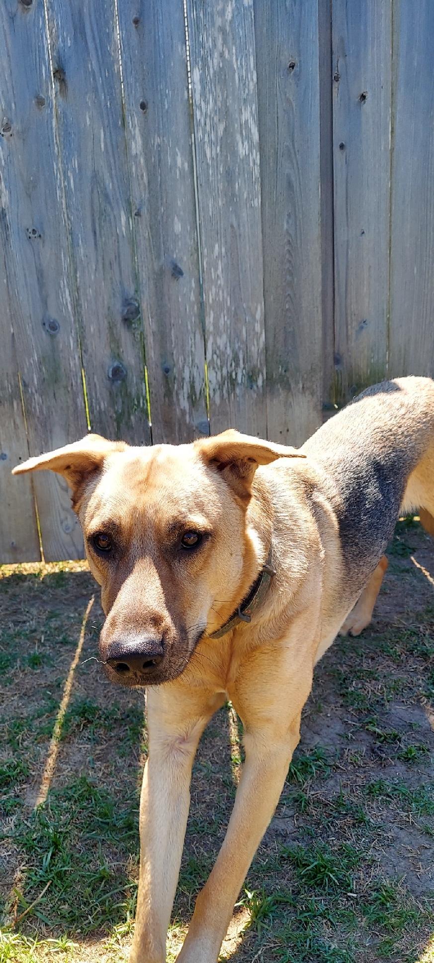 Enlarge Biz, a ADOPTABLE mixed breed in Richmond, TX image 6/6