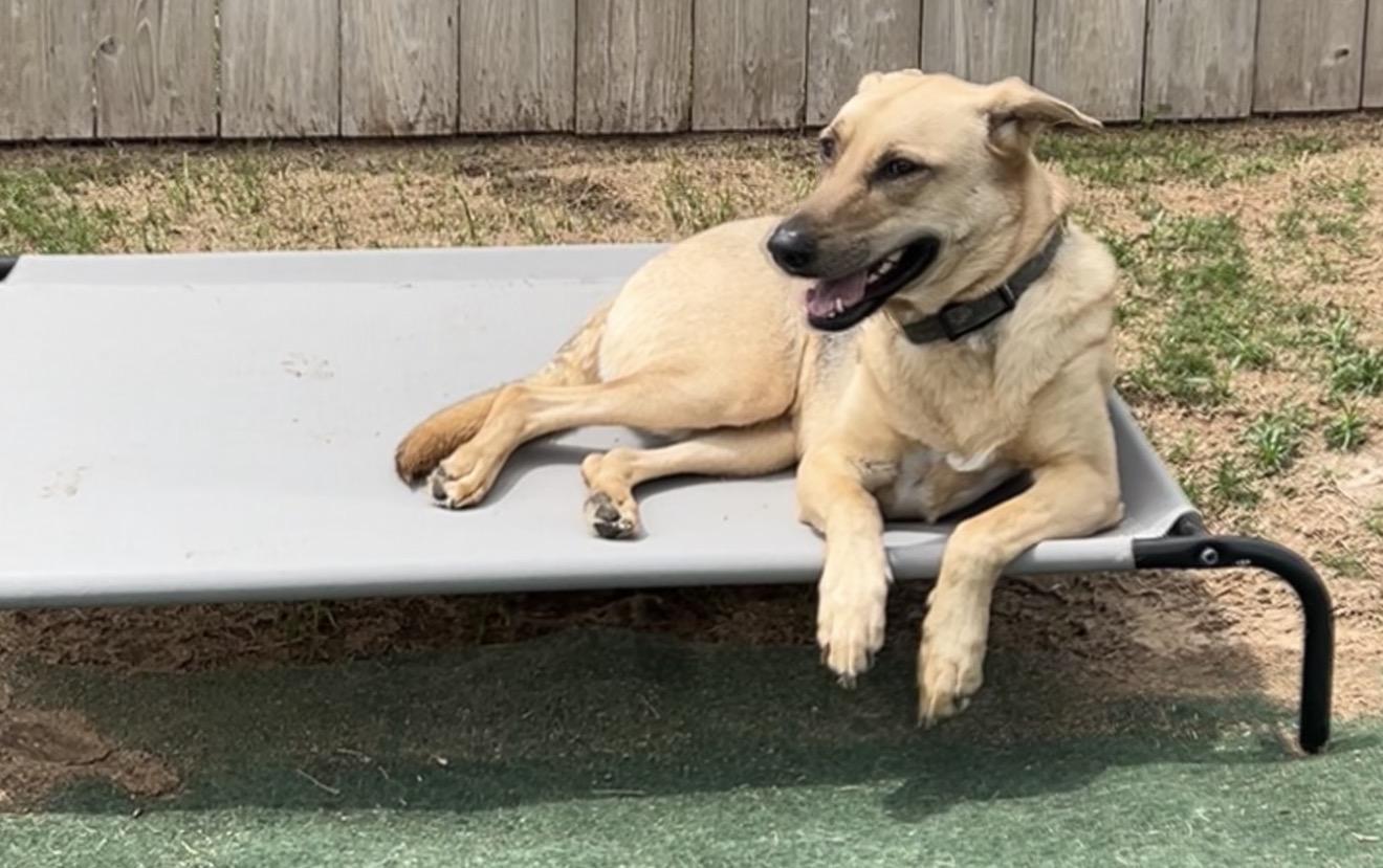 Biz, a ADOPTABLE mixed breed in Richmond, TX image 5/6