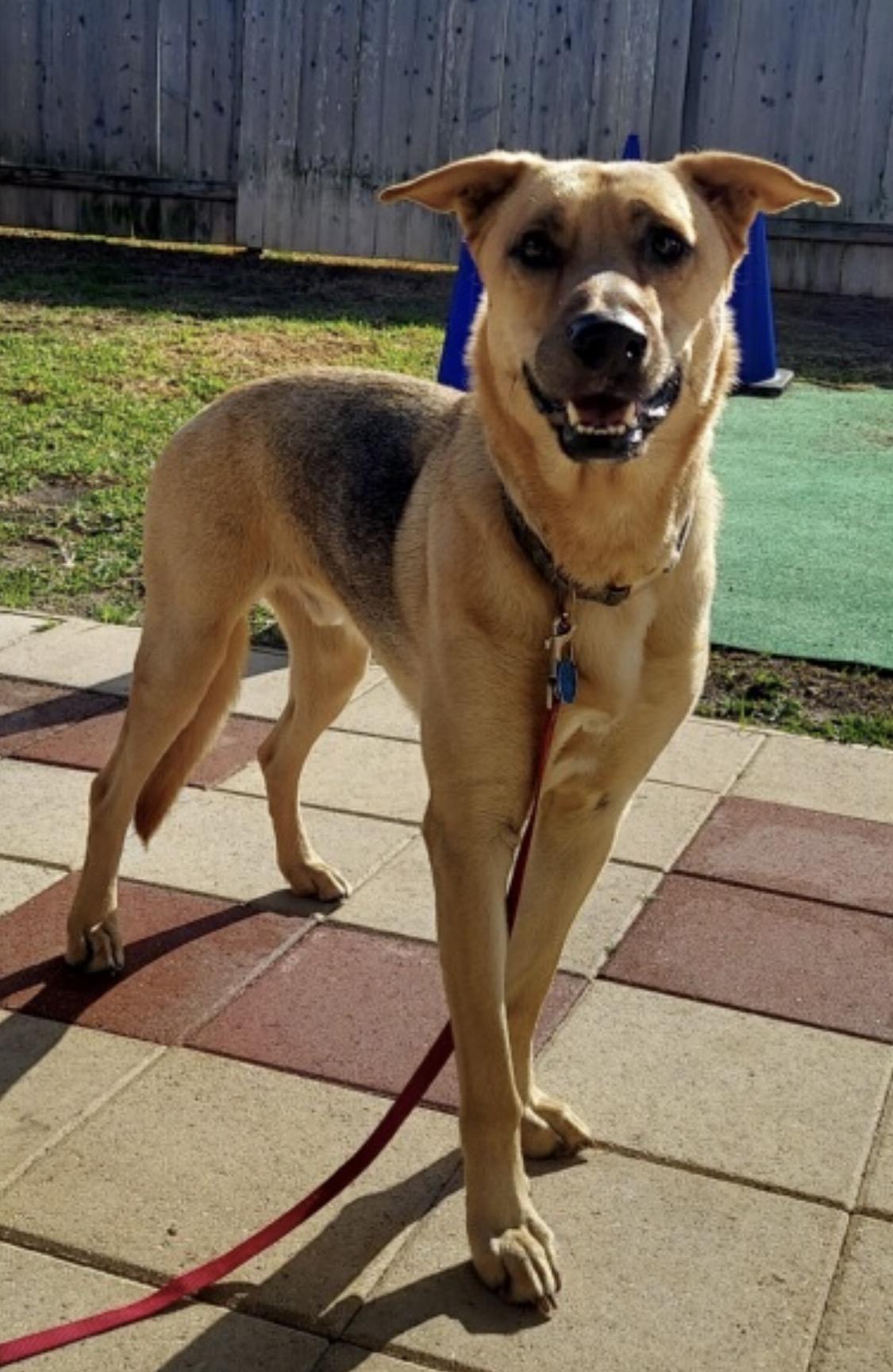 Biz, ADOPTABLE, Adult Male German Shepherd Dog & Mixed Breed.