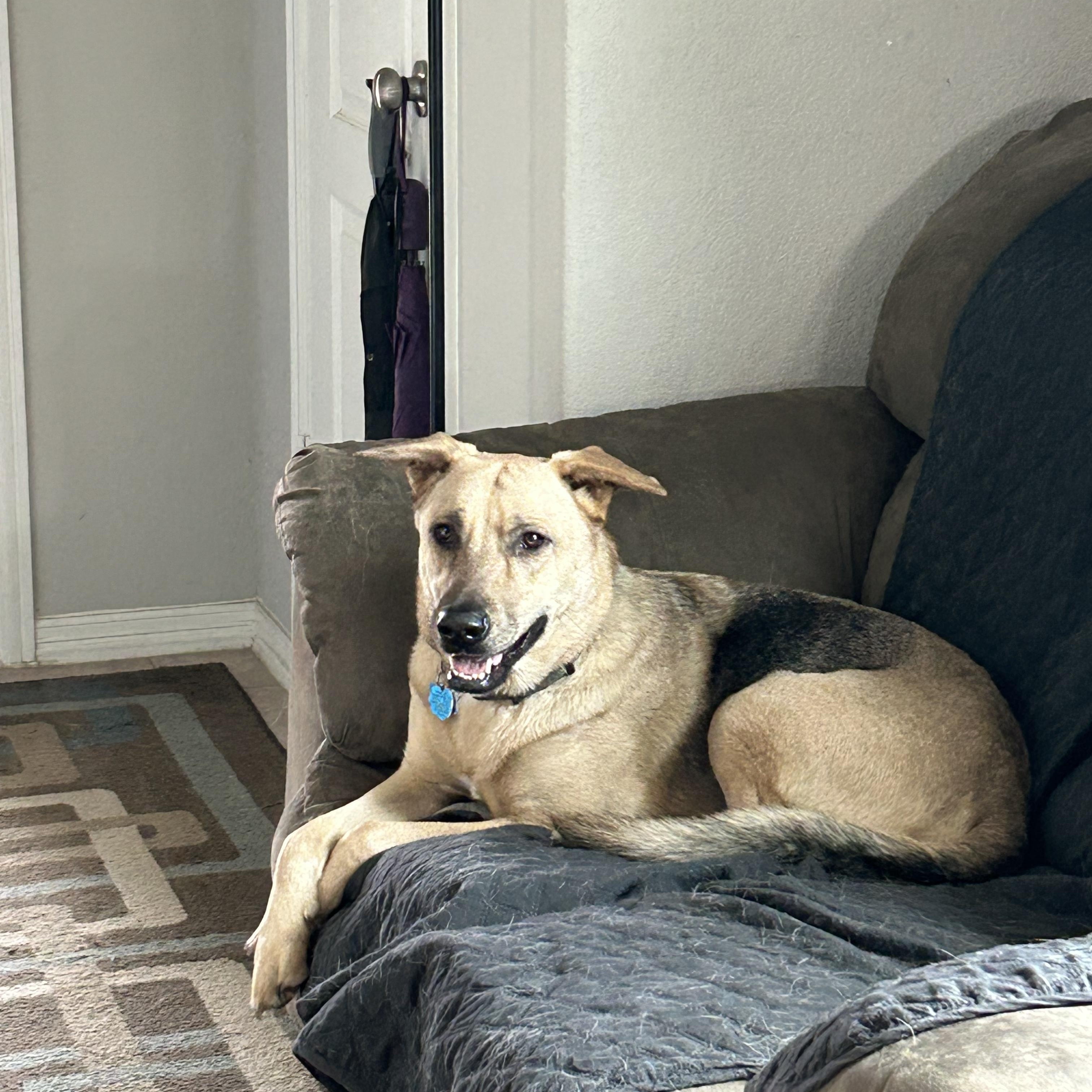 Biz, ADOPTABLE, Adult Male German Shepherd Dog & Mixed Breed.