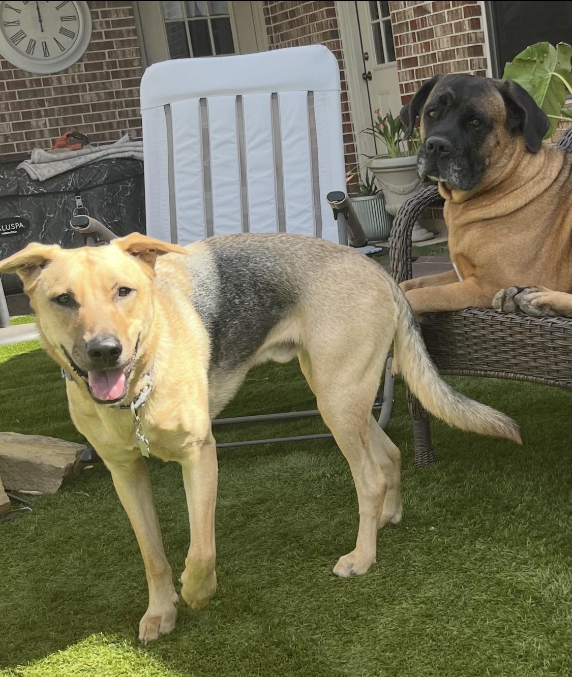 Enlarge Biz, a ADOPTABLE mixed breed in Richmond, TX image 3/6