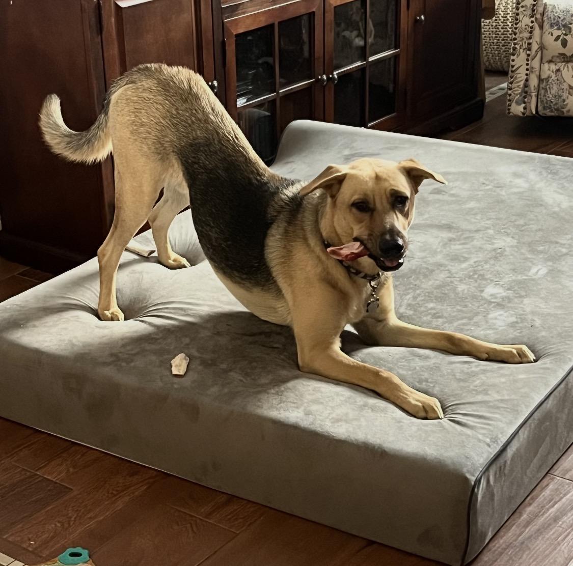 Enlarge Biz, a ADOPTABLE mixed breed in Richmond, TX image 4/6