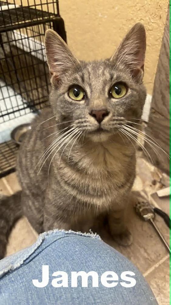 Enlarge James, a Adoptable Tabby in Deltona, FL image 1/1