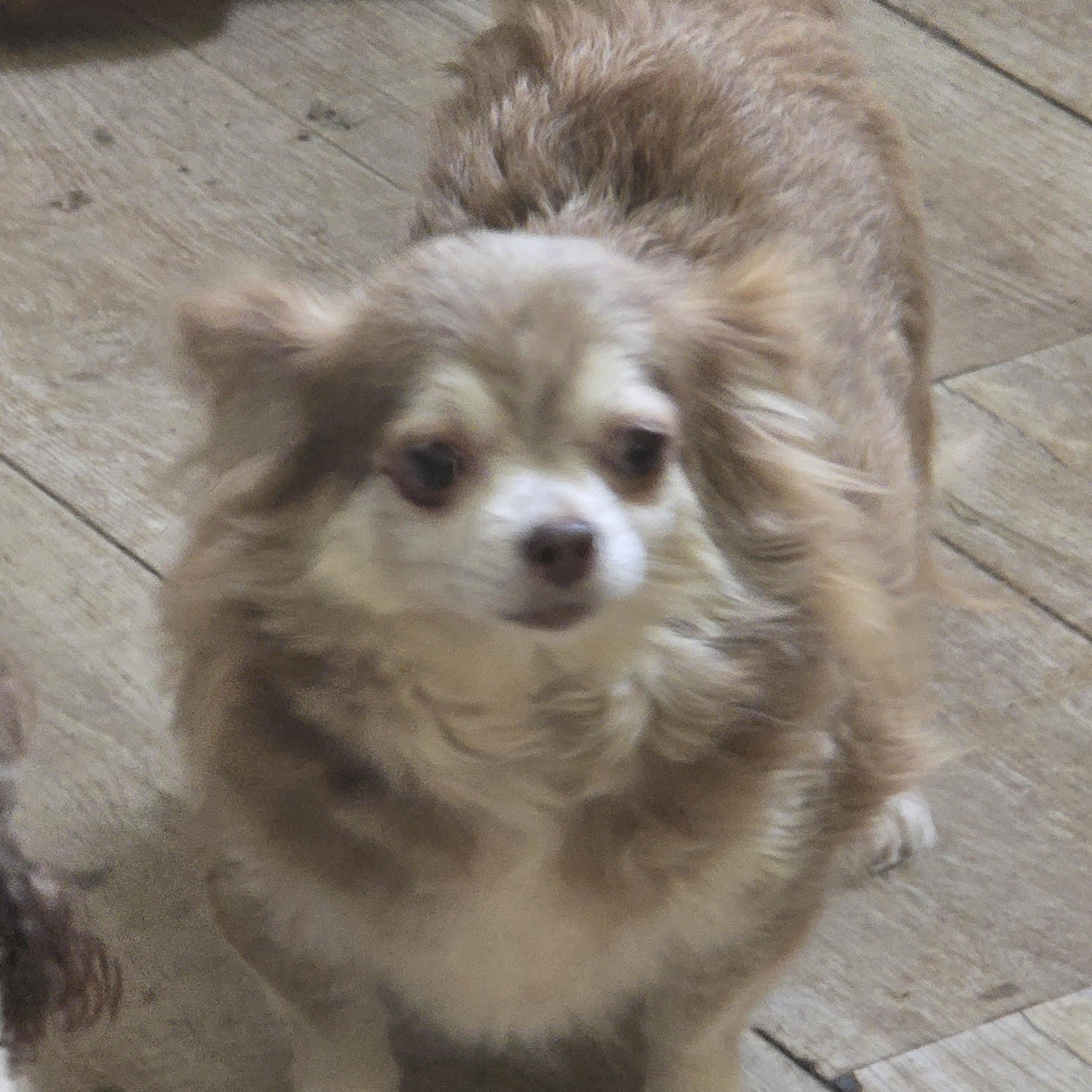 Lucy, adopted, Adult Female Chihuahua.