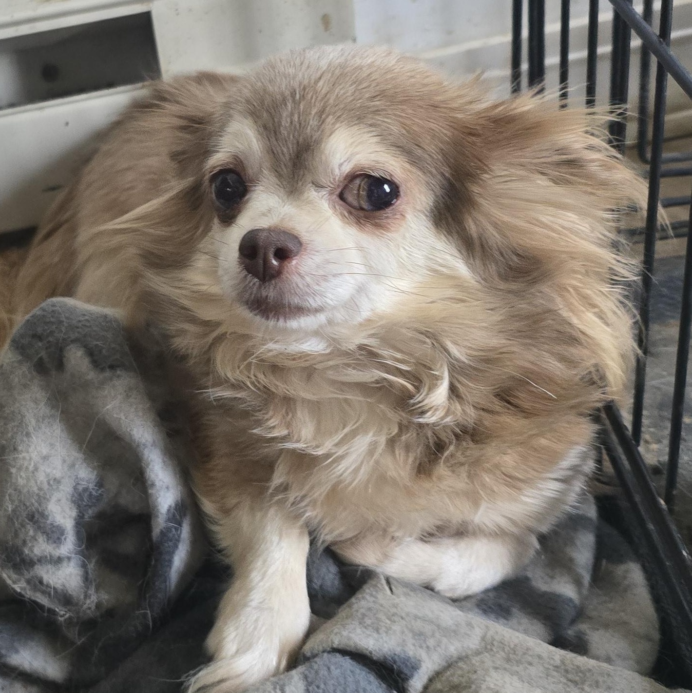Lucy, an adopted Chihuahua in Zaleski, OH image 2/2