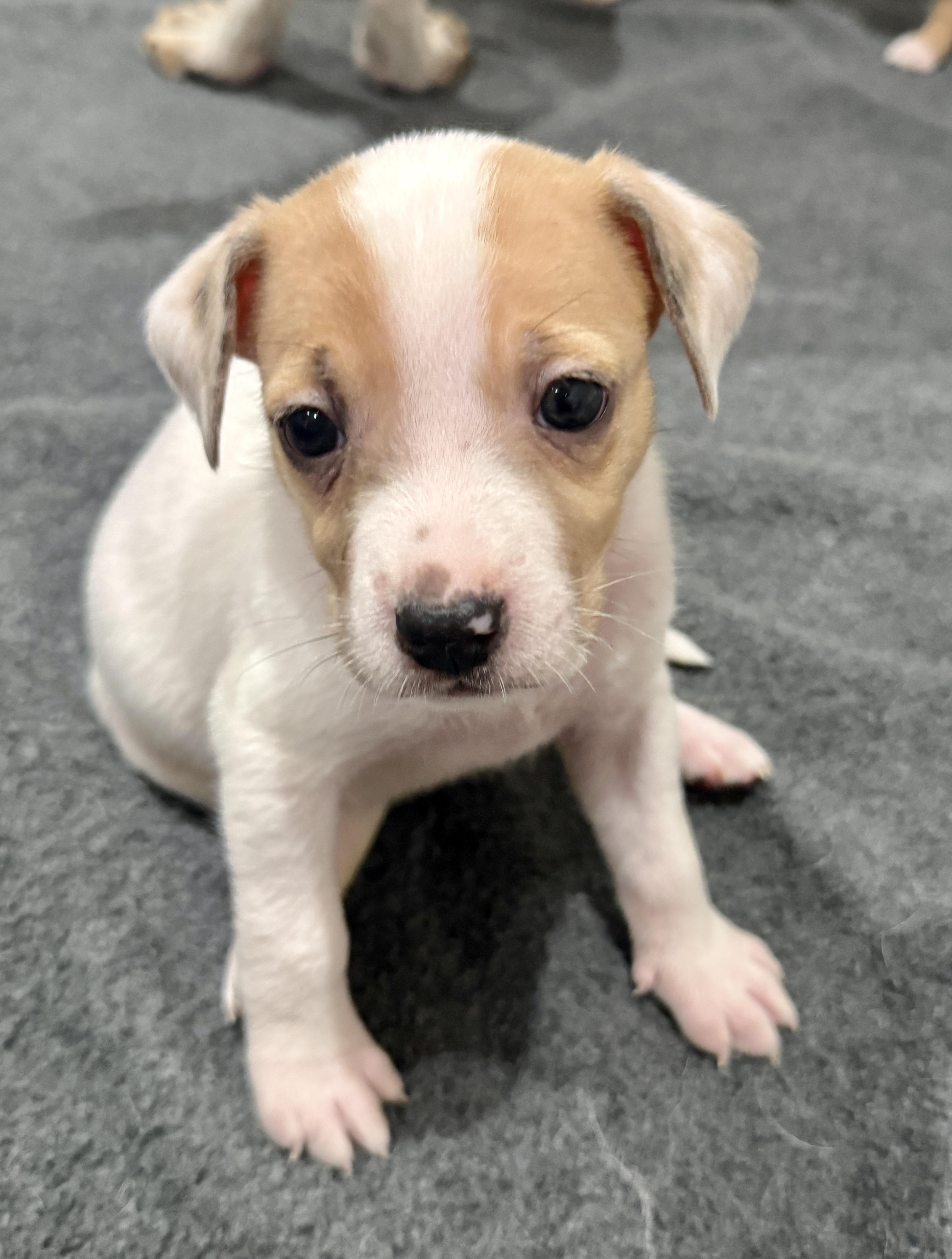 Rebel, Adopted, Puppy Female Australian Cattle Dog / Blue Heeler & Yellow Labrador Retriever.