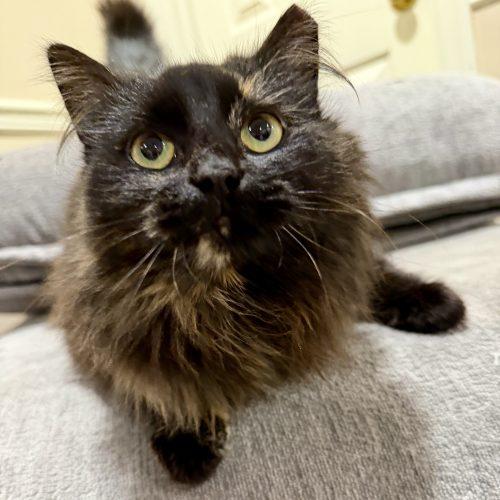 Freesia, Adoptable, Young Female Domestic Long Hair & Tortoiseshell.